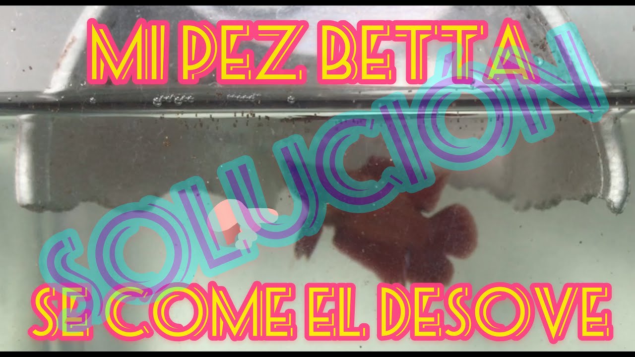 Mi PEZ BETTA se come los huevos! Que hago? Paso a paso