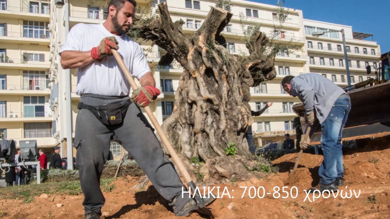 ΜΕΤΑΦΥΤΕΥΣΗ ΑΙΩΝΟΒΙΩΝ ΕΛΑΙΟΔΕΝΤΡΩΝ