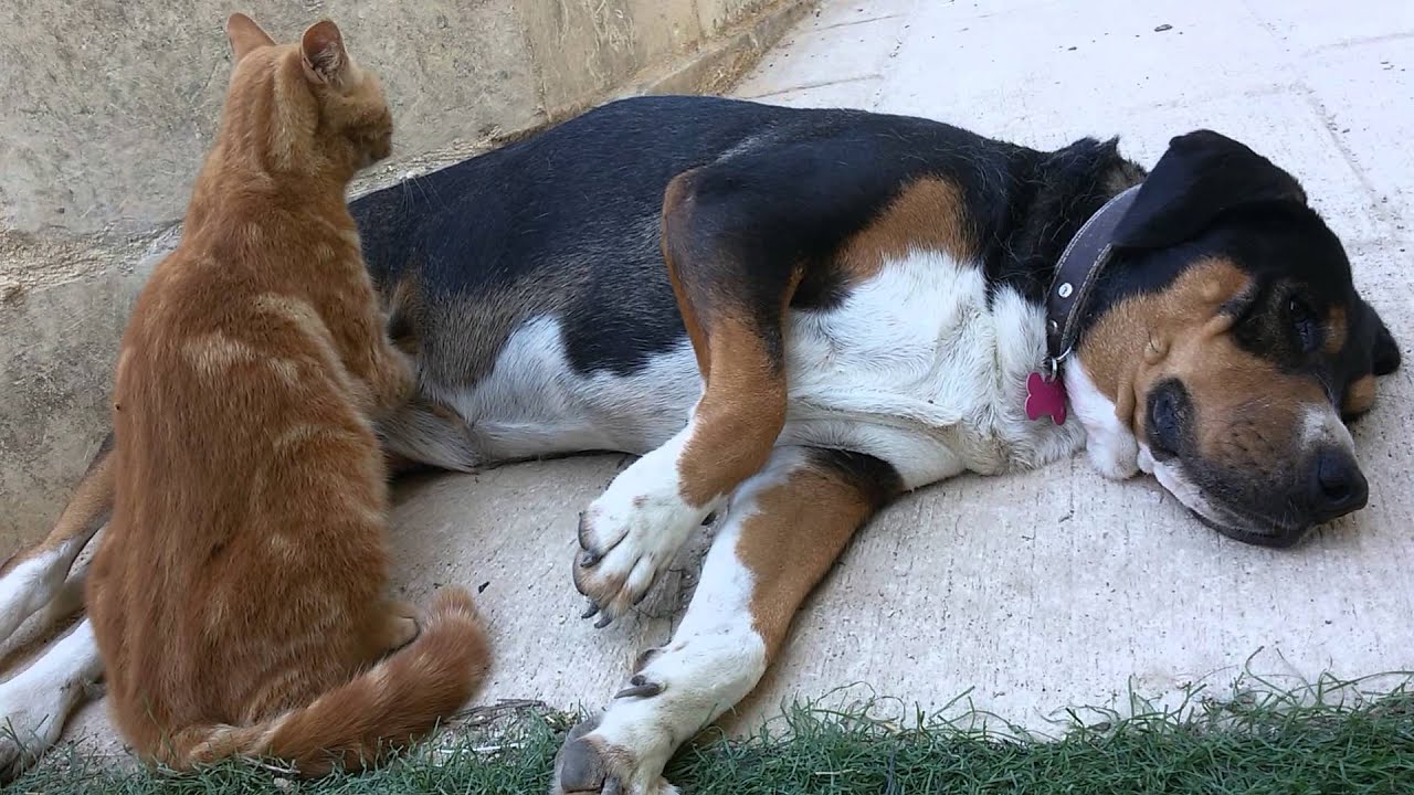 One of the longest cat massage on a dog