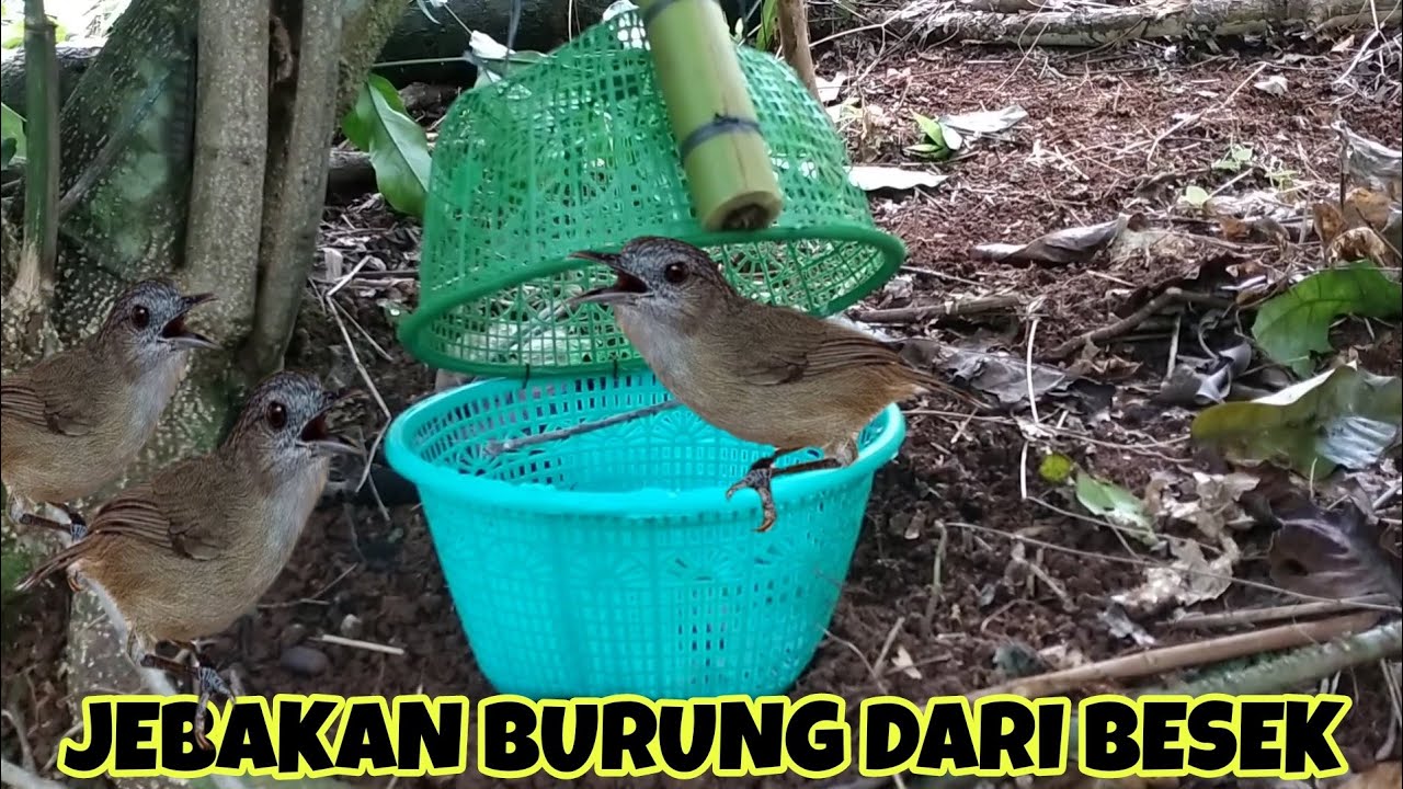 Jebakan burung dari besek terbukti ampuh
