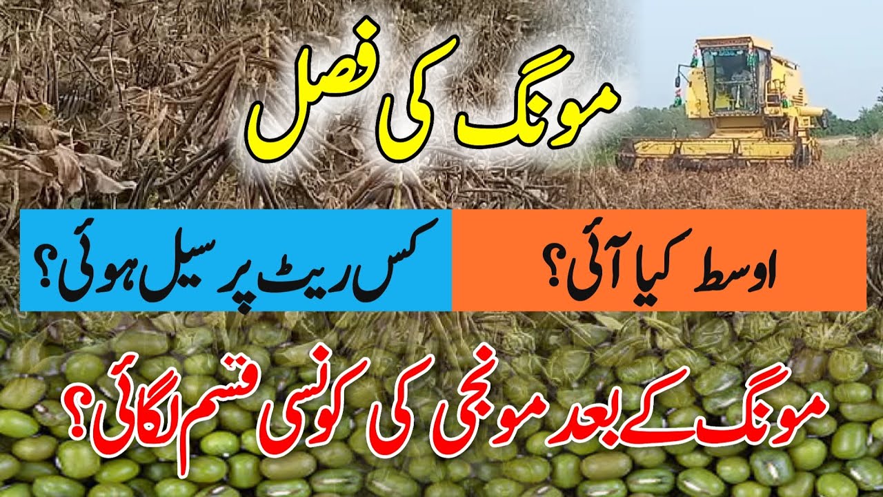 Average and Rate of my Mongi /Mungbean || Moong  Harvesting || AZRI Jambo AZRI 2021 || Crop Informer