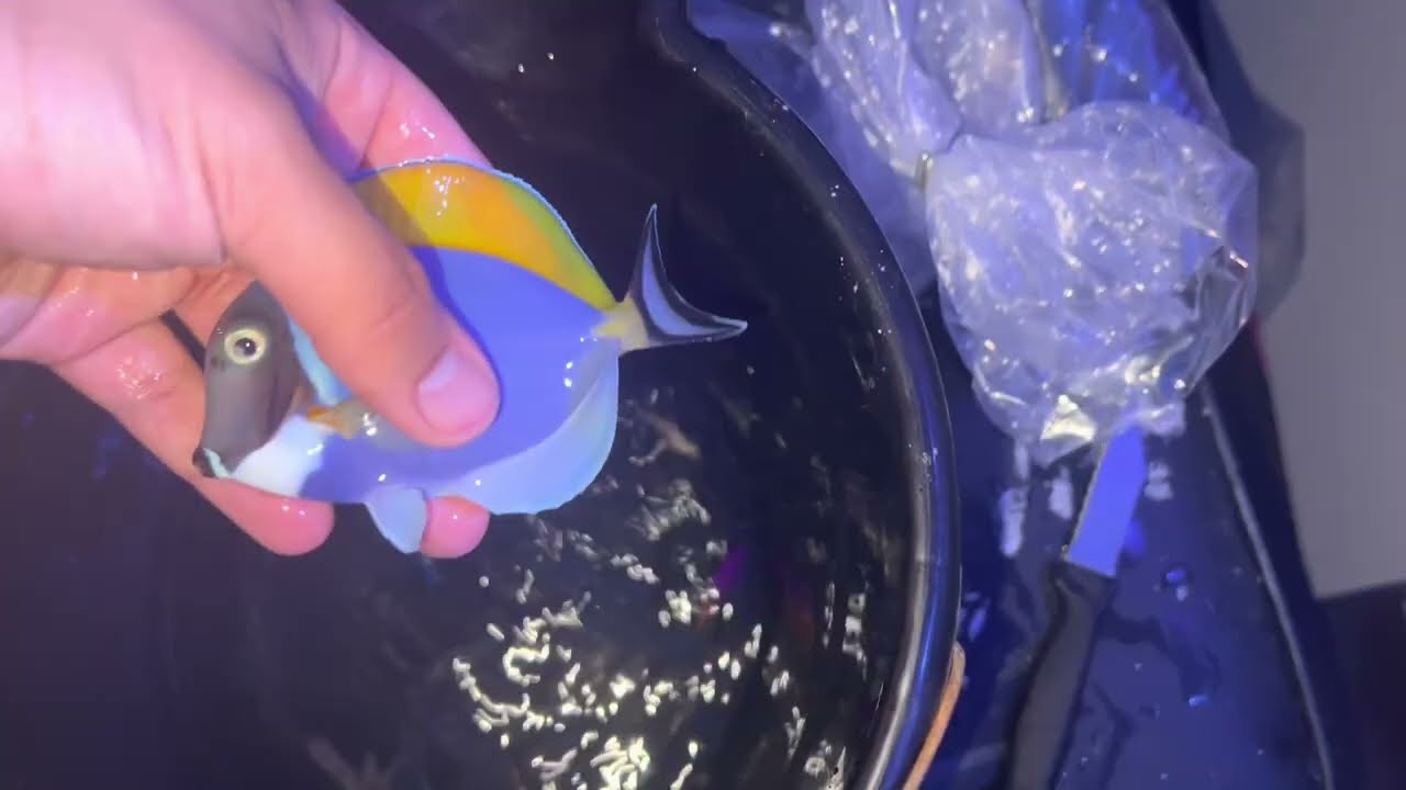 live aquaria unboxing!! (Divers den) shark egg tangs !!!!