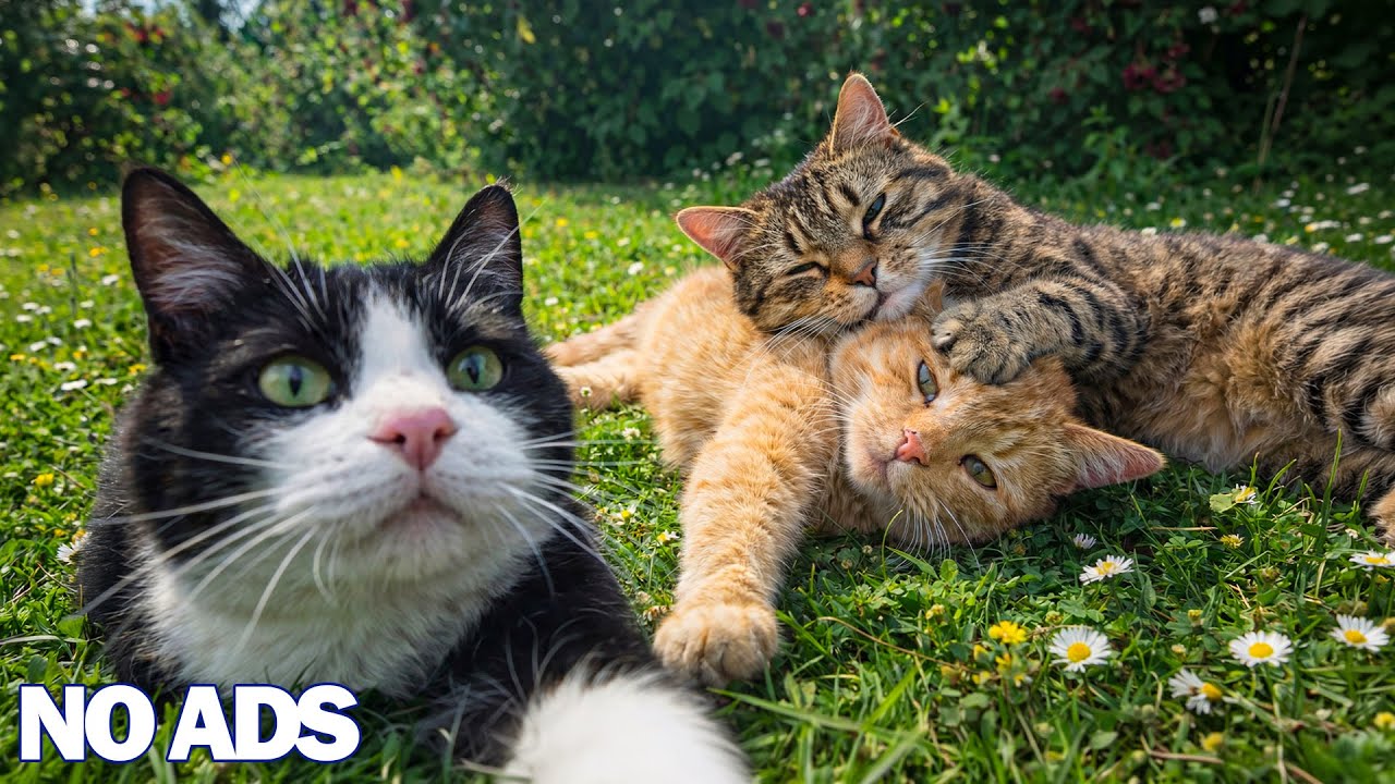 12 часов успокаивающей музыки для кошек 💖 Снижение стресса и крепкий сон 🐈 Cats TV