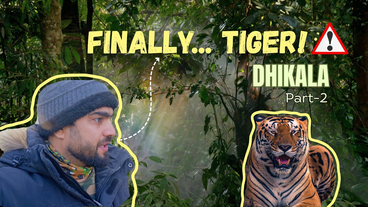  एक सफारी, दो टाइगर  Dhikala Zone jim Corbett  #wildlife #trending #nature #travel #animals #new 