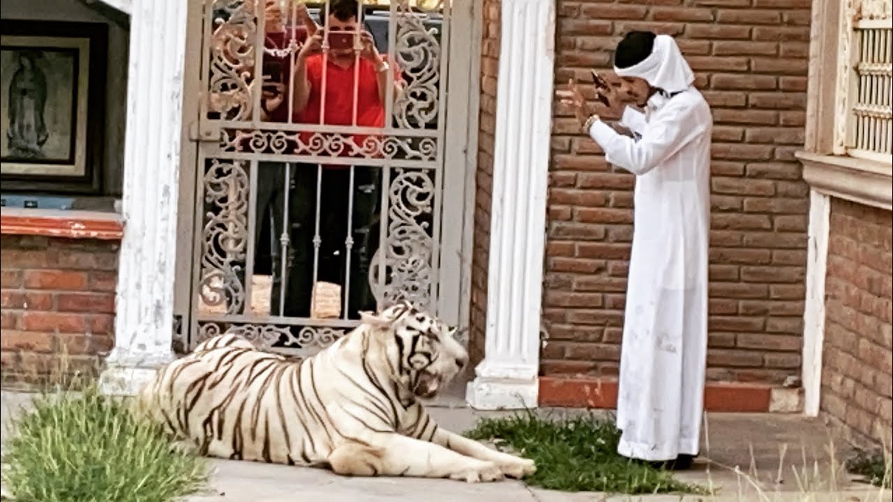 Animales exoticos/&aacute;rabe loco