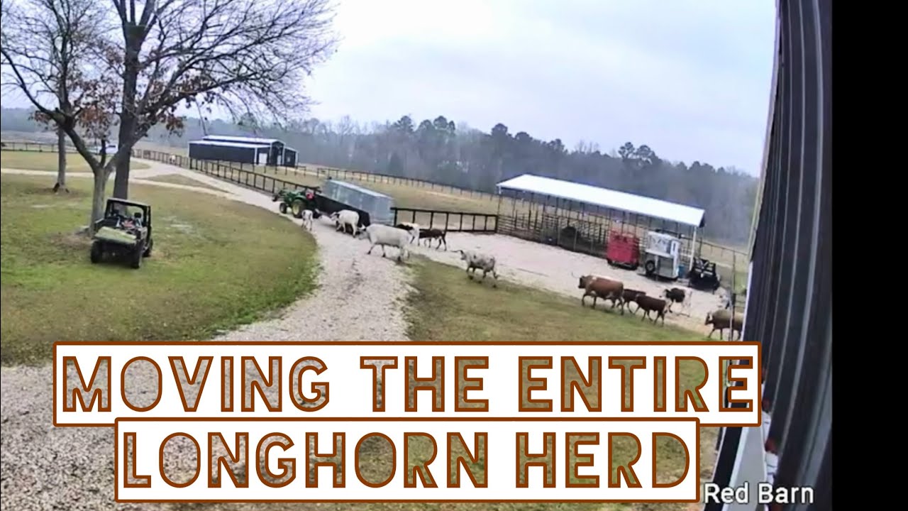 Moving The Entire LONGHORN Herd! 