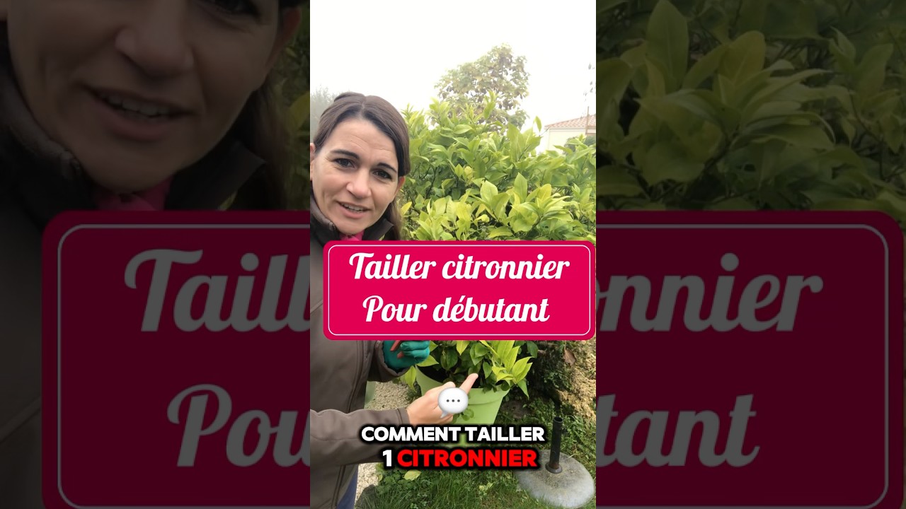 Tailler un citronnier pour d&eacute;butant #jardin #nature #citron #arbre #tree #taille #cut #conseils