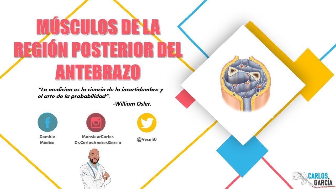 Anatomía - Músculos de la Región Posterior del Antebrazo (Tabaquera Anatómica, Origen, Inserción)