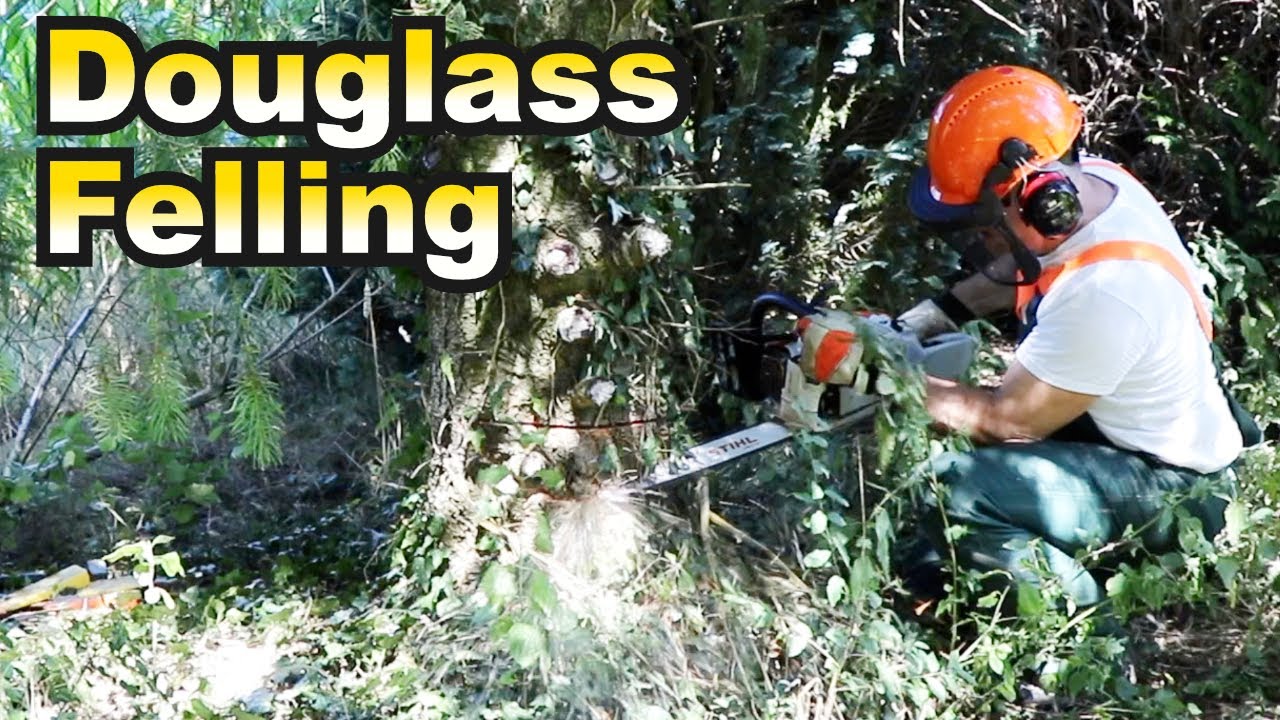 Felling Close to Fence Douglass Trees with the Stihl MS261CM and Kubota B2261