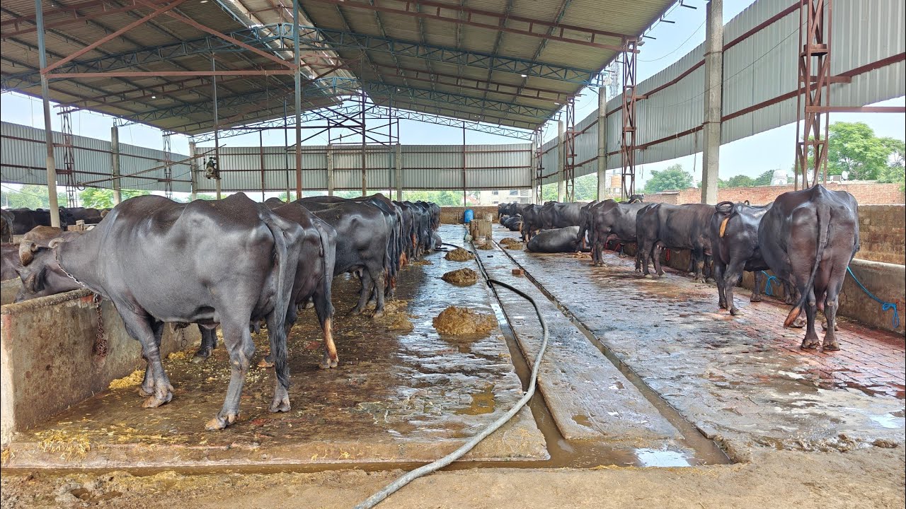 250 ਮੱਝਾਂ ਦਾ ਫਾਰਮ, 5 ਮੱਝਾਂ ਵਿਕਾਊ, 5 Animals for sale