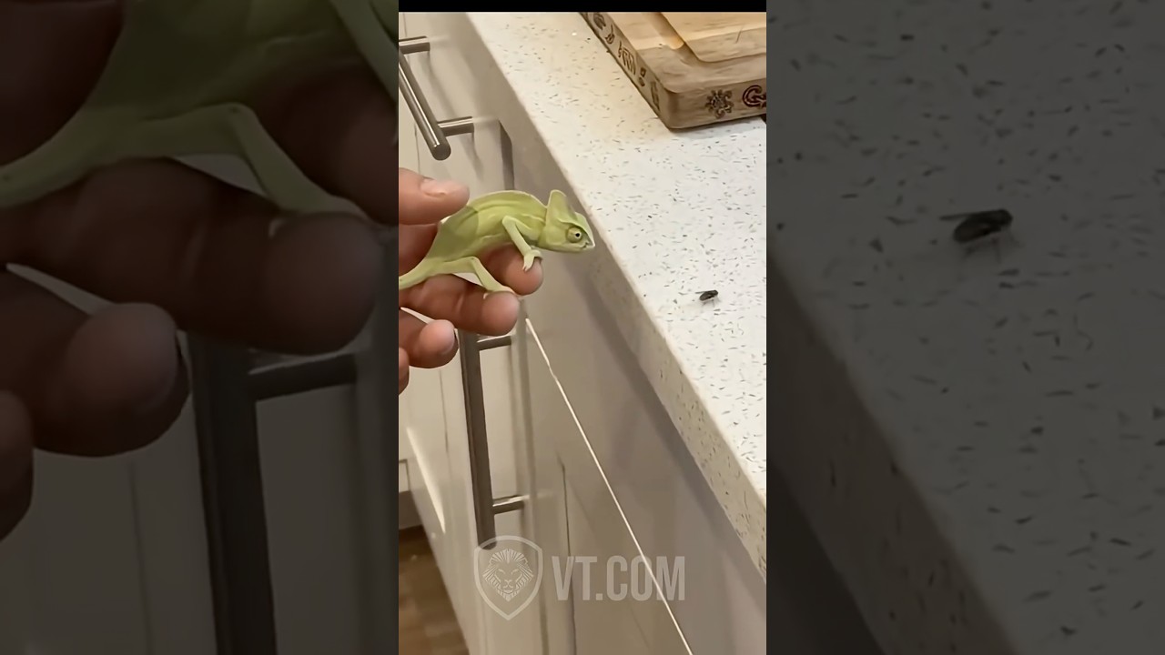 Funny Animal Compilation Pt.1 😂