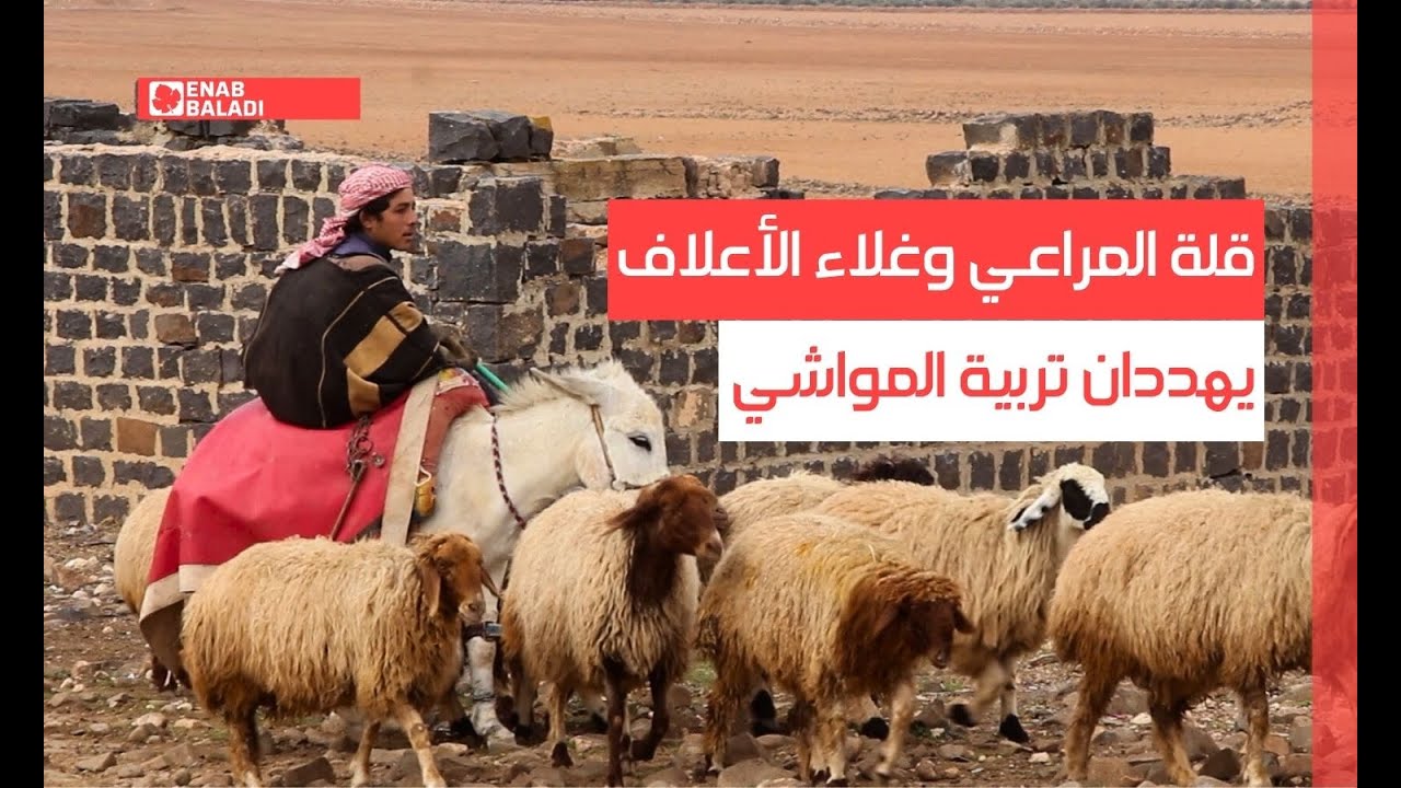 ريف حماة.. قلة المراعي وغلاء الأعلاف يهددان تربية المواشي