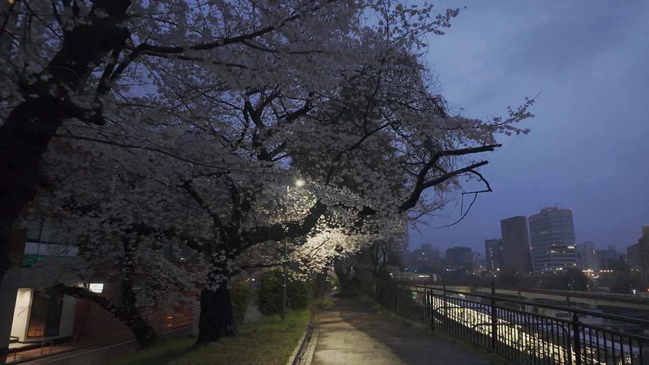 Rainy dawn walk for sakura (cherry blossoms) Tokyo, Japan 4K