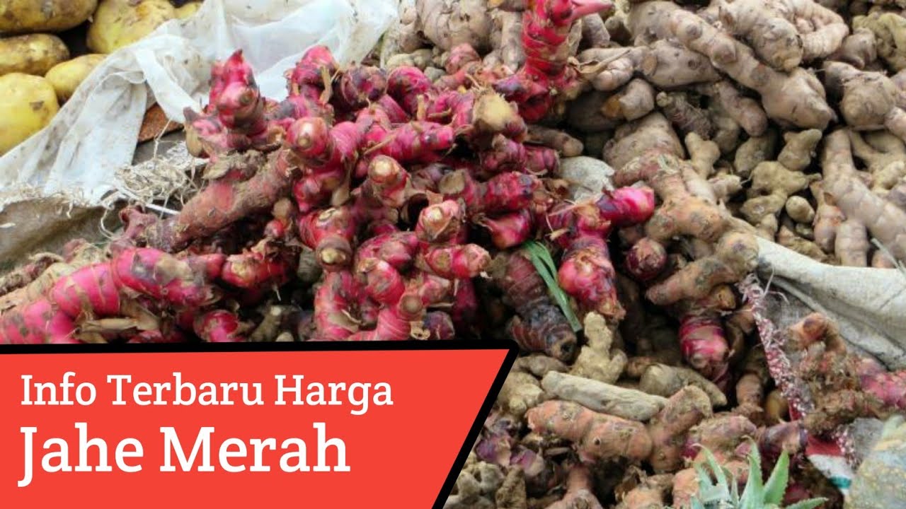Info Terkini Harga Jahe Merah, Info Terbaru!!!