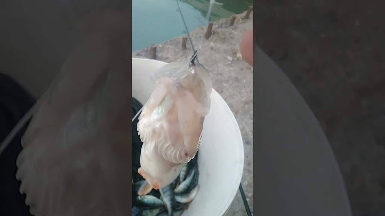 Biban la musca artifi