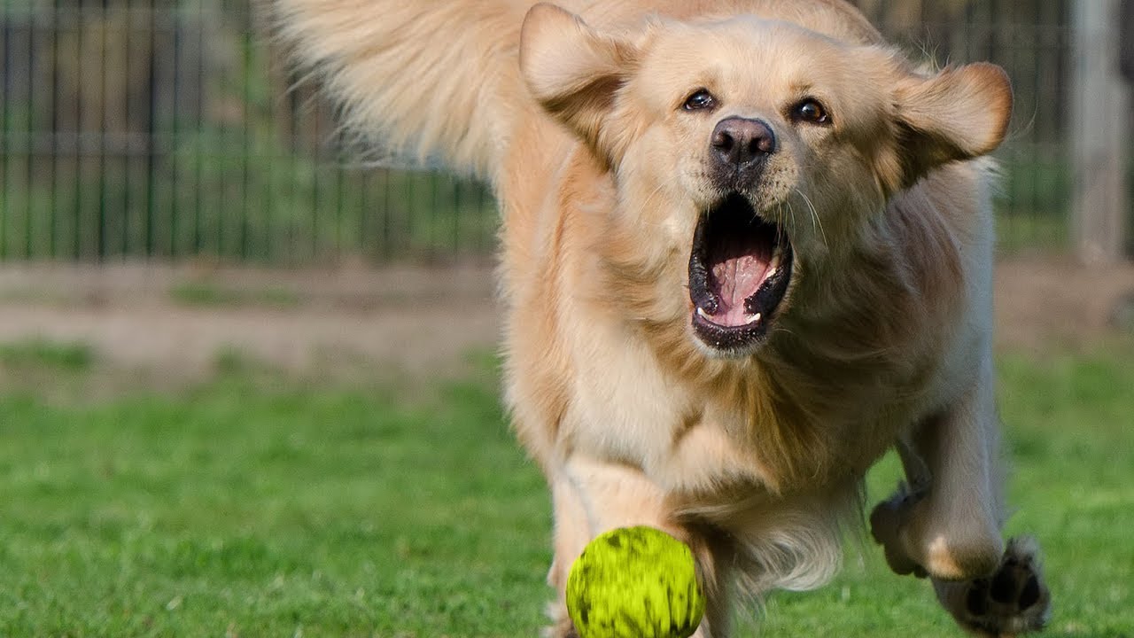 Stop Playing Fetch With Your Golden Retriever &mdash; Do THIS Instead