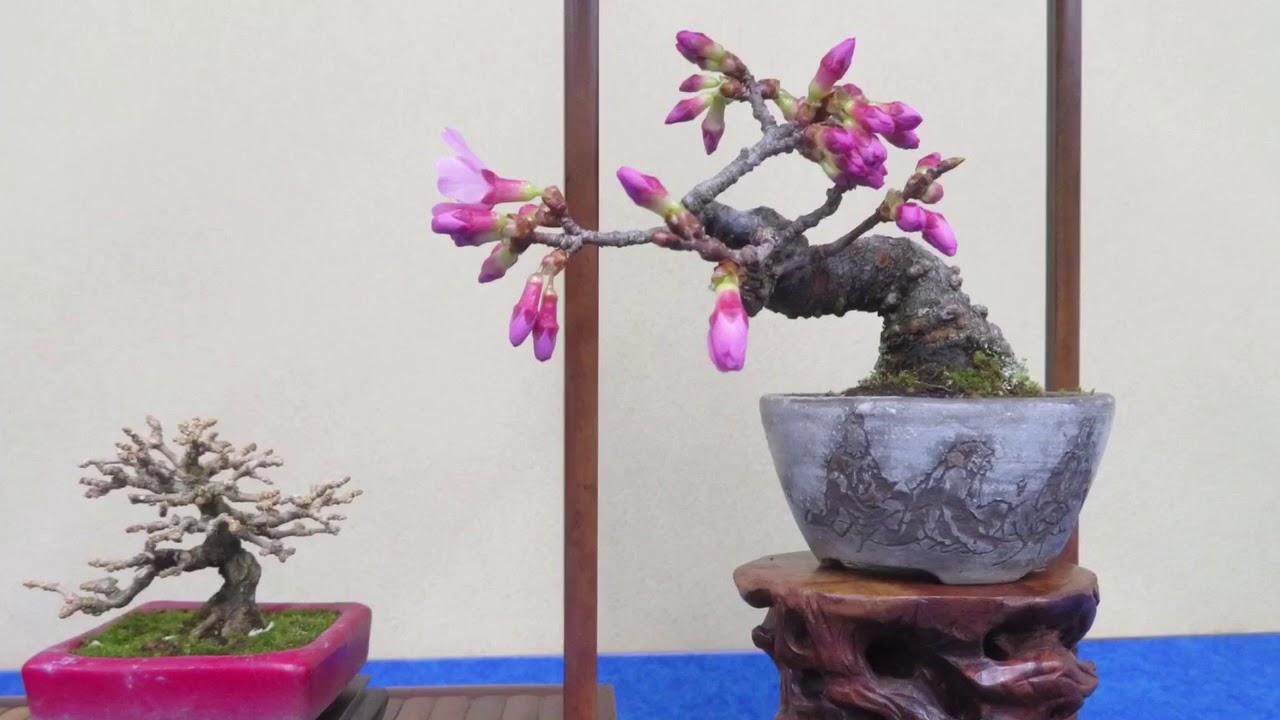 7th Tokai- ga-ten Bonsai Shohin Show 2018