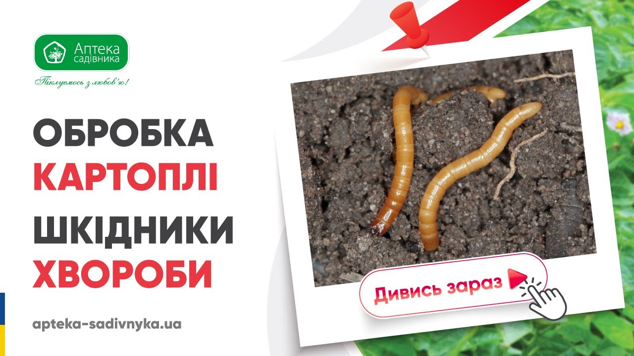 🥔Передпосадкова обробка картоплі від шкідників🐛 та хвороб🦠.                             АС-Селектив