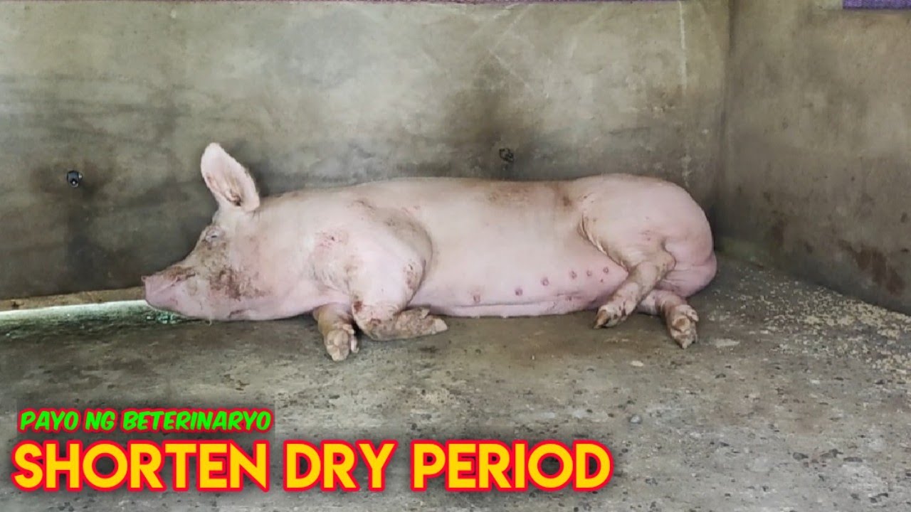 Mga Dapat Gawin upang mas Mabilis Maglandi ang mga Bagong Walay na Inahin