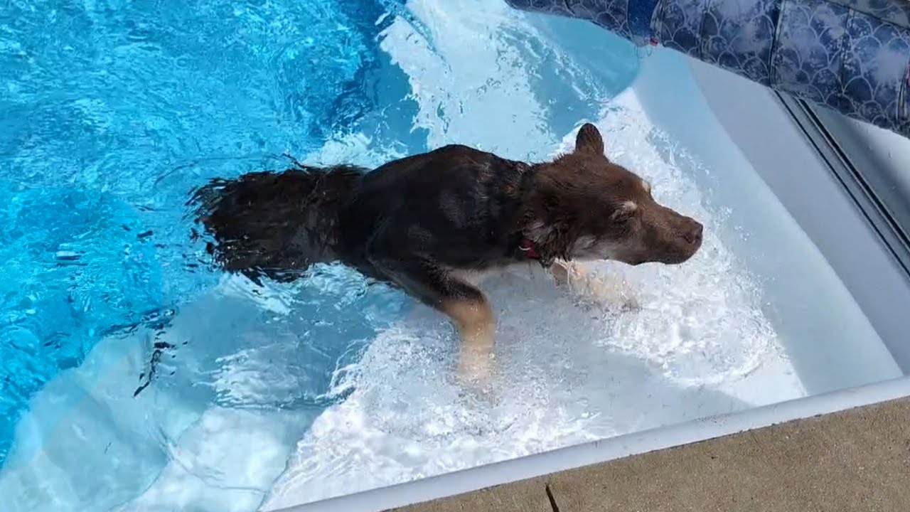 Will The Puppy Jump into the Swimming Pool?