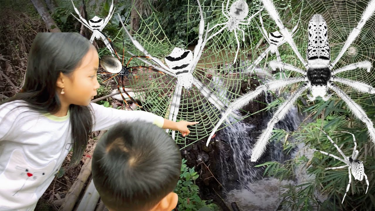 Охота на самых распространенных пауков в нашем районе 🕷️ Ловля гигантского золотого паука, гагамб...