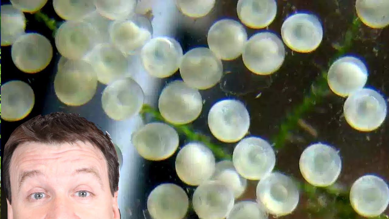 Cory Catfish Eggs  - What Shall I Do? Incubator / Egg Tumbler in the Fish Room