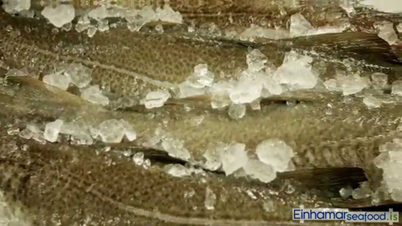 Einhamar Seafood [English]