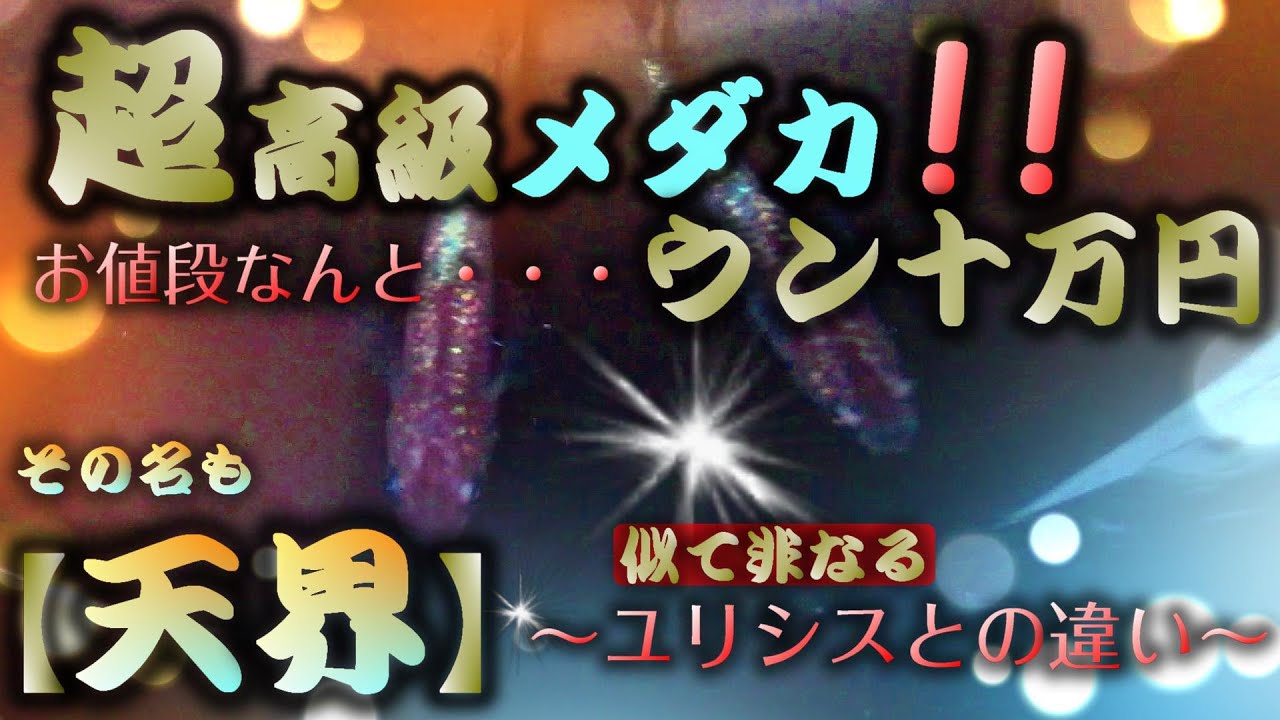 超高級メダカ 天界 騙されたと思って買ってみたら・・・⁉