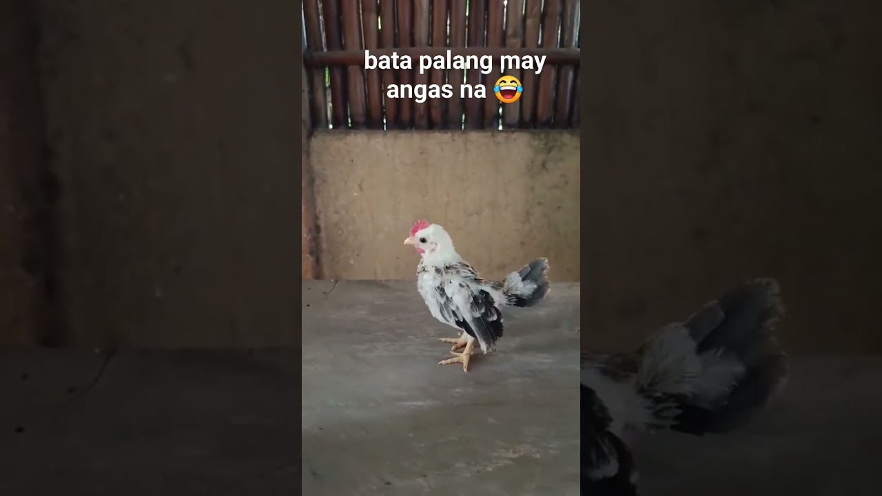 sisiw pa lang nakikita mo nang ma Dami papahirapan #manok #sabong