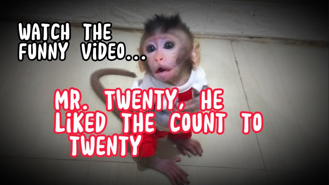 Mr.Twenty ,He liked the count to twenty . Lovely Fauna Youtube Channel        (educational videos)