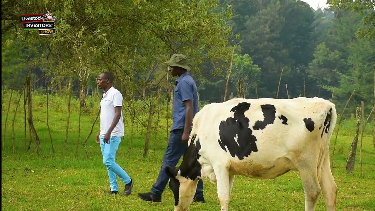 Maximize Your Land: The Power of Paddocking for Dairy Cows