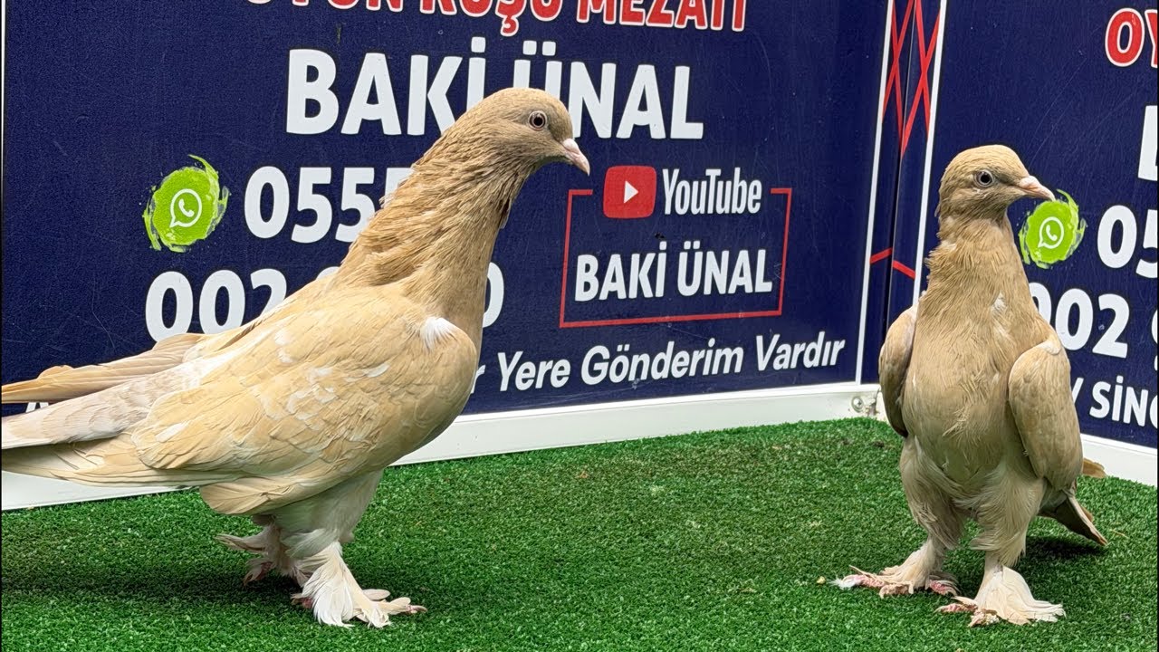 🏆❗👑 Canlı G&uuml;vercin Mezatı #Mezat BAKİ &Uuml;NAL 🏆❗👑