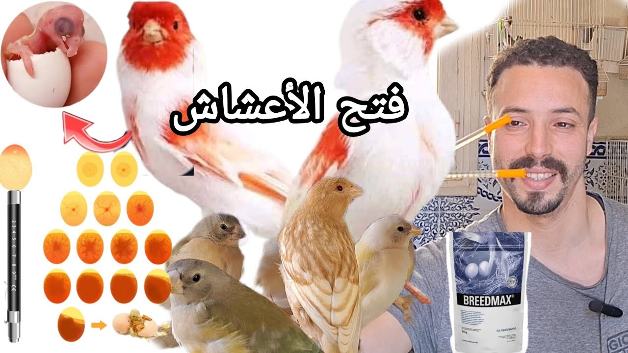 فتح الأعشاش و تقديم جرعة تانية من EXzolt للكناري و جولديان #أجي نتولعوا