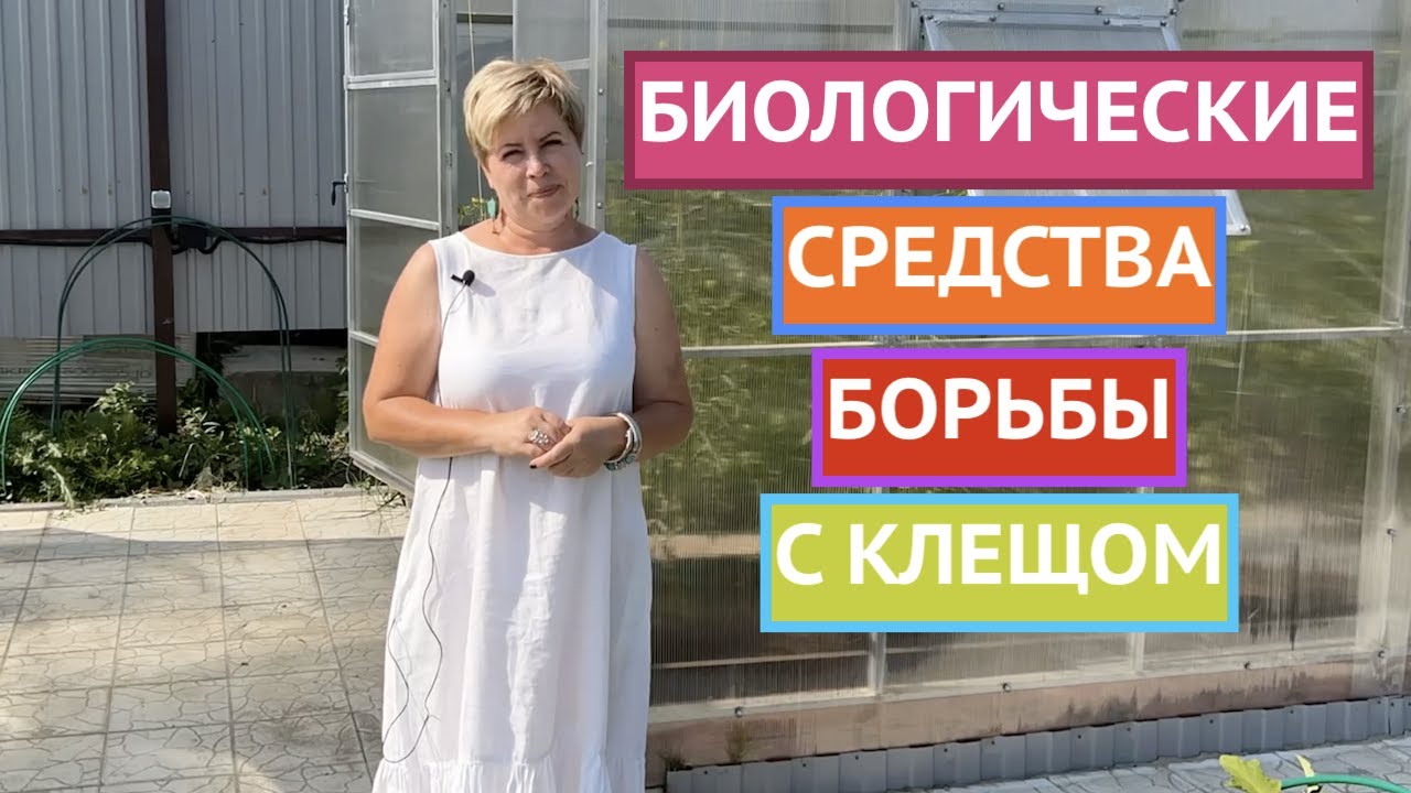 БЕЗОПАСНЫЕ И ДЕШЕВЫЕ МЕТОДЫ БОРЬБЫ С ПАУТИННЫМ КЛЕЩОМ!