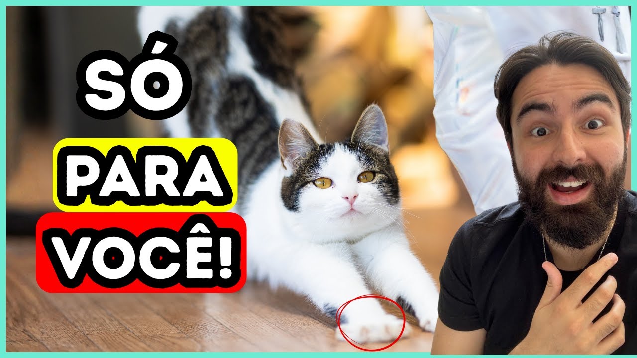 5 Coisas Que Os Gatos Fazem SOMENTE Para Sua Pessoa FAVORITA!