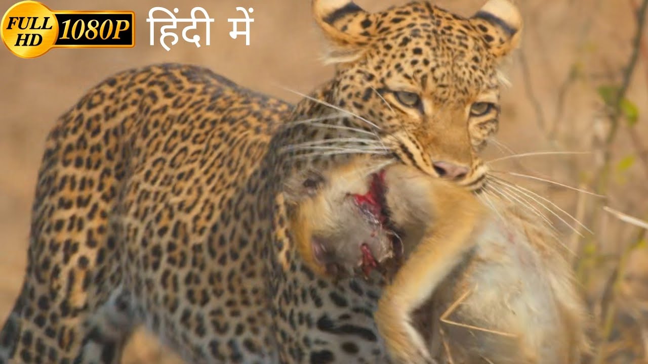 A Leopard's Legacy: Ek Maa Ka Sangharsh | Wildlife Documentary in Hindi | National Geographic Hindi
