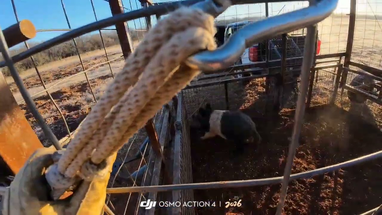 Поймал жену свиней 🐖 в честь нашей 26-й годовщины ❤️