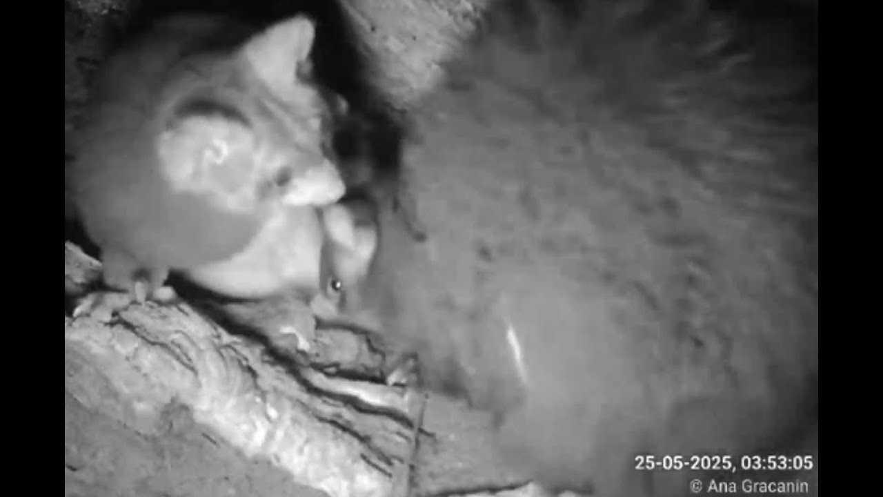 25-05-2025 | Brimi returns in morning and greets their mum Pip