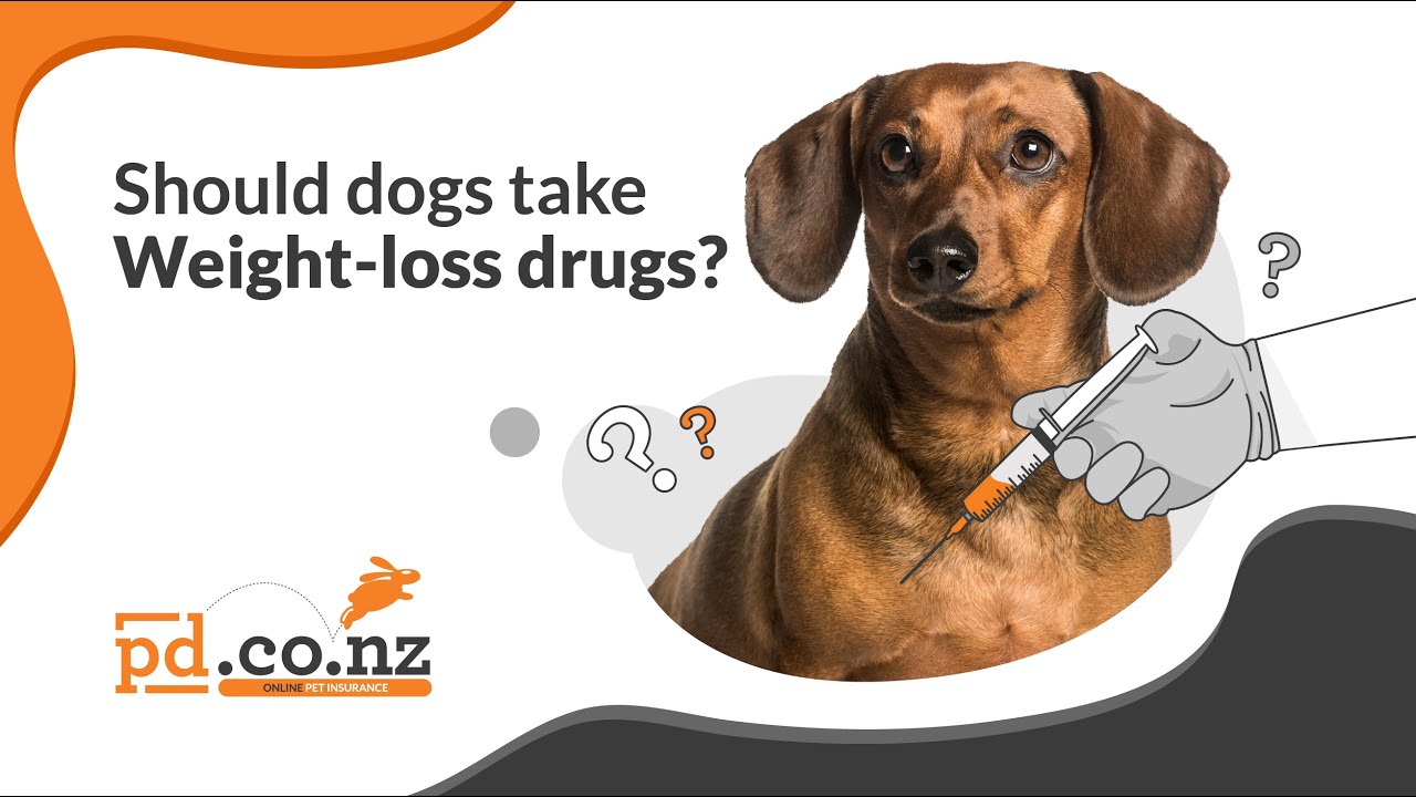 Weight-Loss Drugs for Dogs? A Vet Explains GLP-1 Agonists