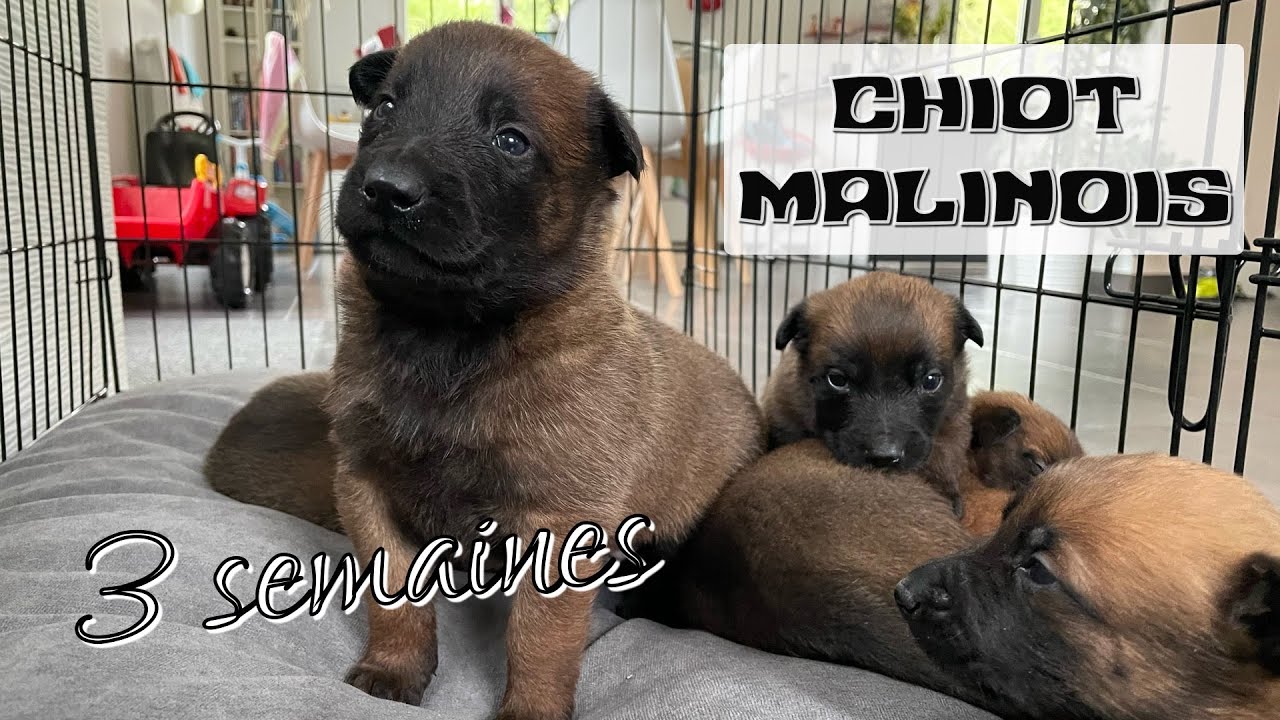 🪅 Arrivée dans la maison des CHIOTS MALINOIS LOF âgés de 3 semaines (portée HOT DOG & MAYA - 2022)