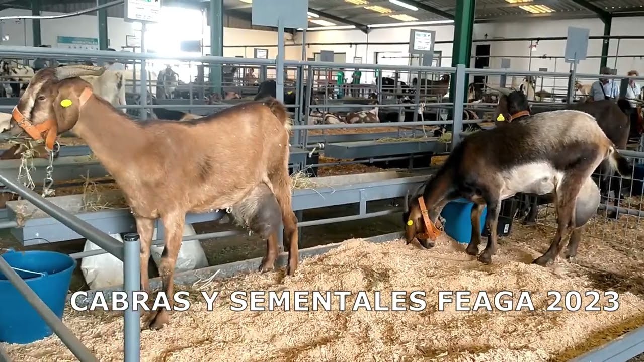 CABRAS Y SEMENTALES EN FEAGA 2023
