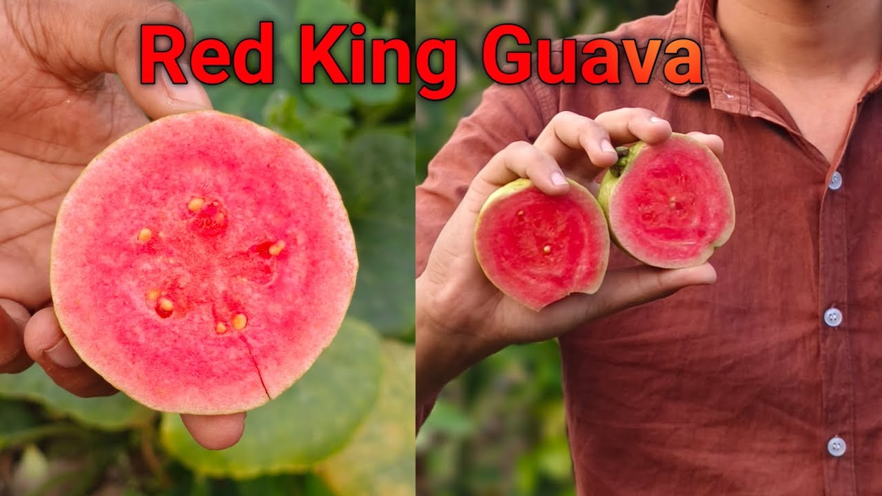 Red King Guava// Red King Guava Plant Contact 7029279400