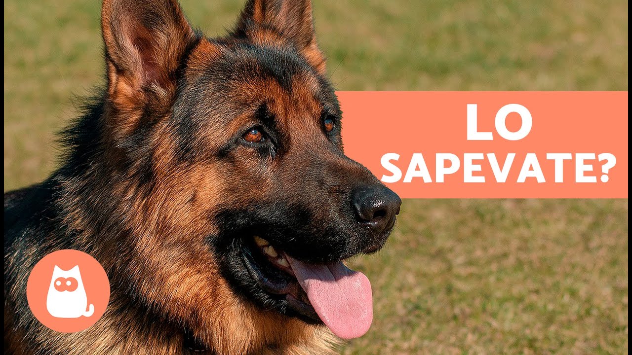 10 COSE CHE NON SAPEVI sul PASTORE TEDESCO 🐕 Fatti che ti sorprenderanno!