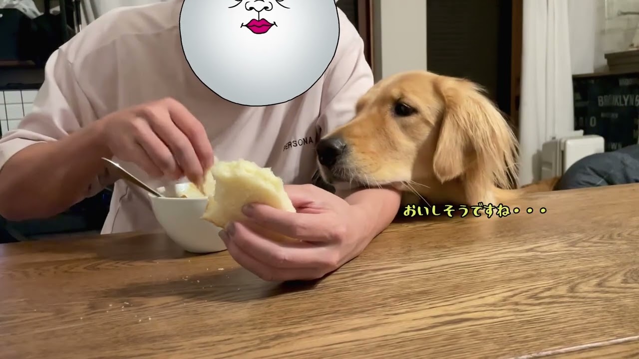 【大型犬との日常】食べてる人間と食べたいいぬ