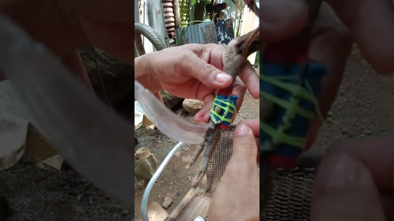 praktis kami mag tari ng manok🐓🐓🐓