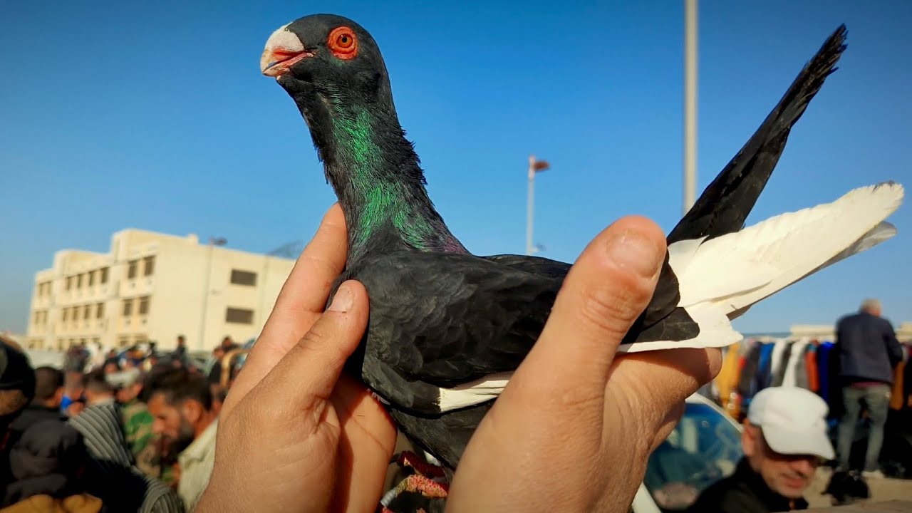 جوز طيور بيامله سود سعرهم مليون ونص 😳 سوق الطيور و العصافير