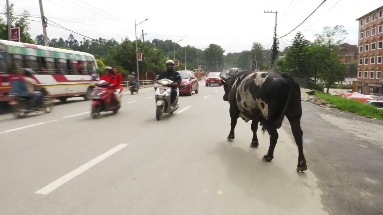 Bull Walking Street of Kathmandu One-Take