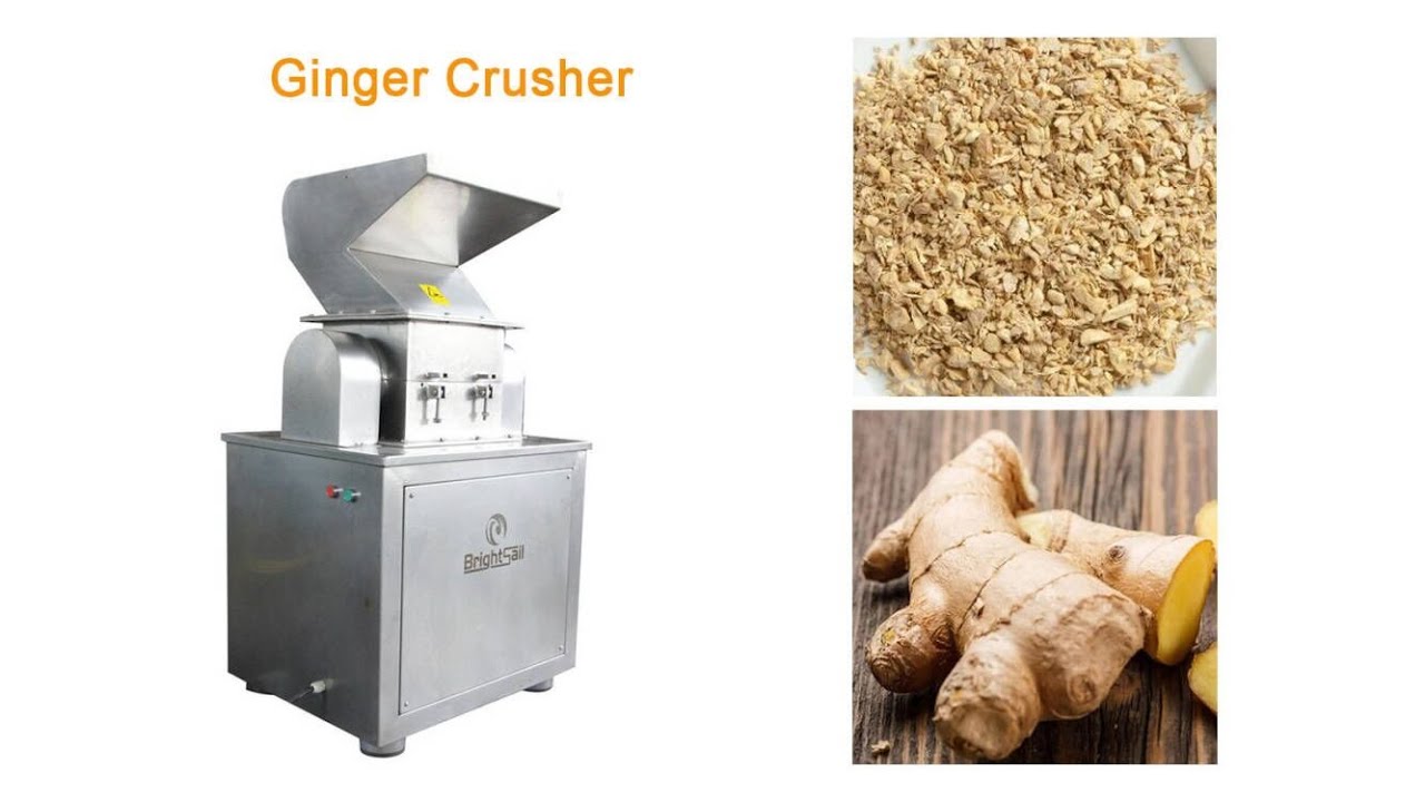 ginger granule crusher ginger tea crusher herb tea machine  #hammermill #ginger #machine