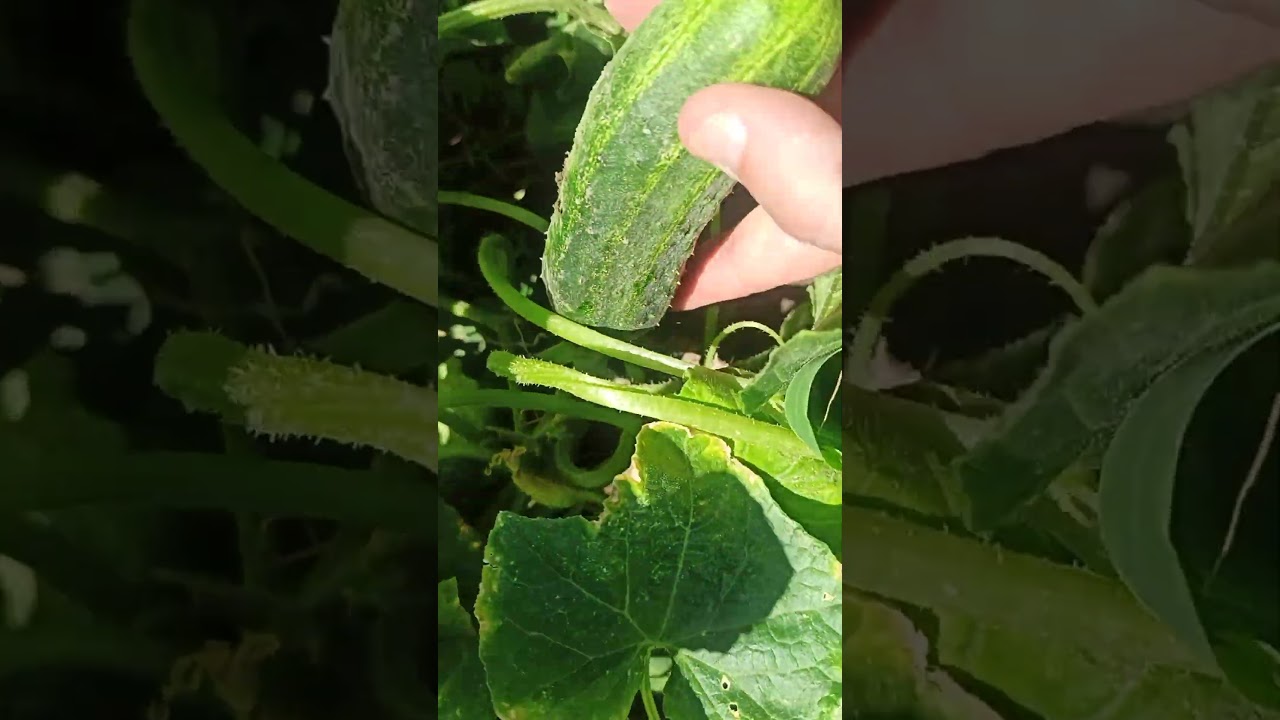 Y un pepino 🤪 @Volveralcampo #shorts