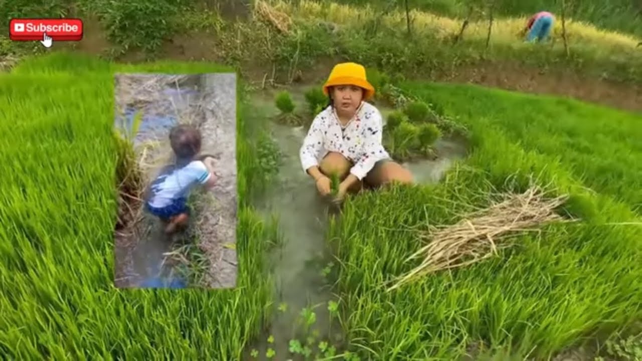 EKA UGET-UGET NGABUBURIT TANDUR NENG SAWAH KARO BAPAK ‼️